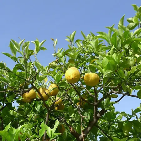 Alloggio per agriturismo Biologico Dell'etna